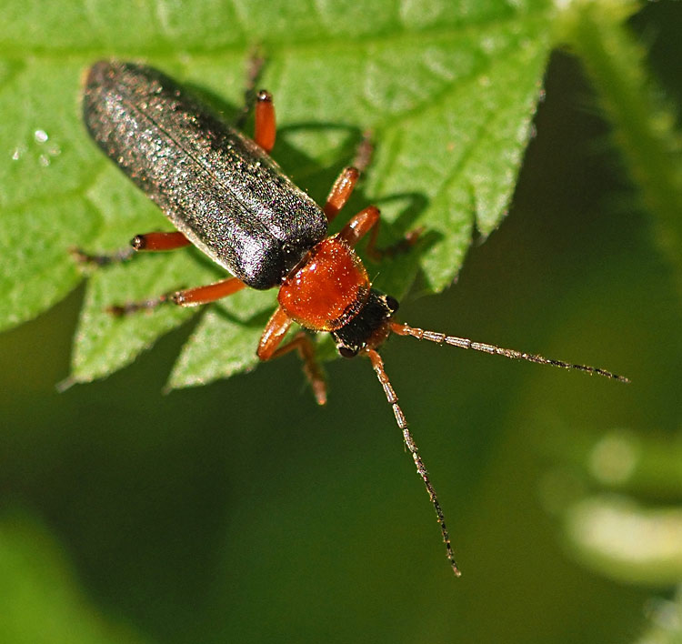 Rotschwarzer Weichkäfer, Cantharis pellucida